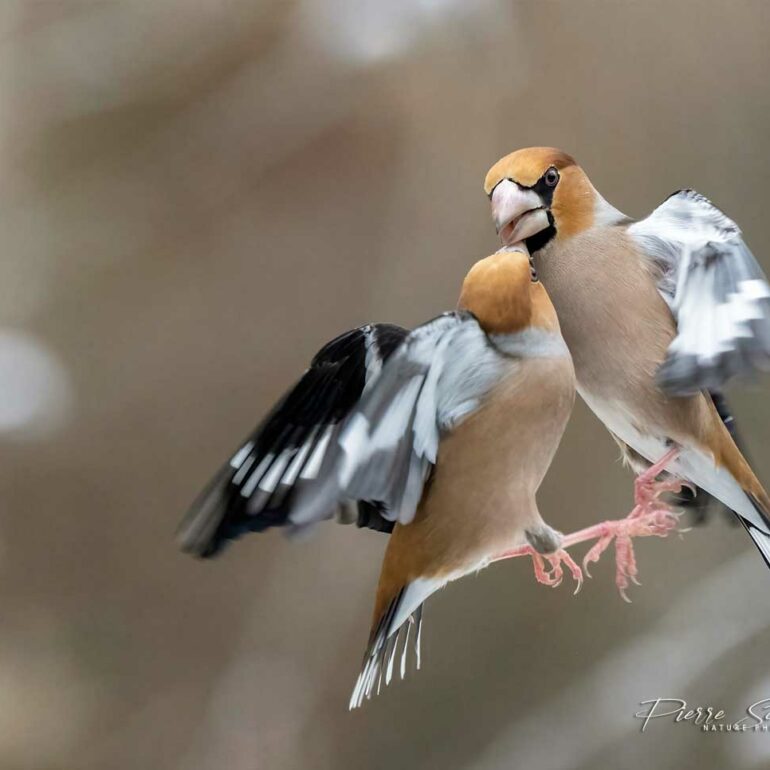 Gros becs casse noyaux