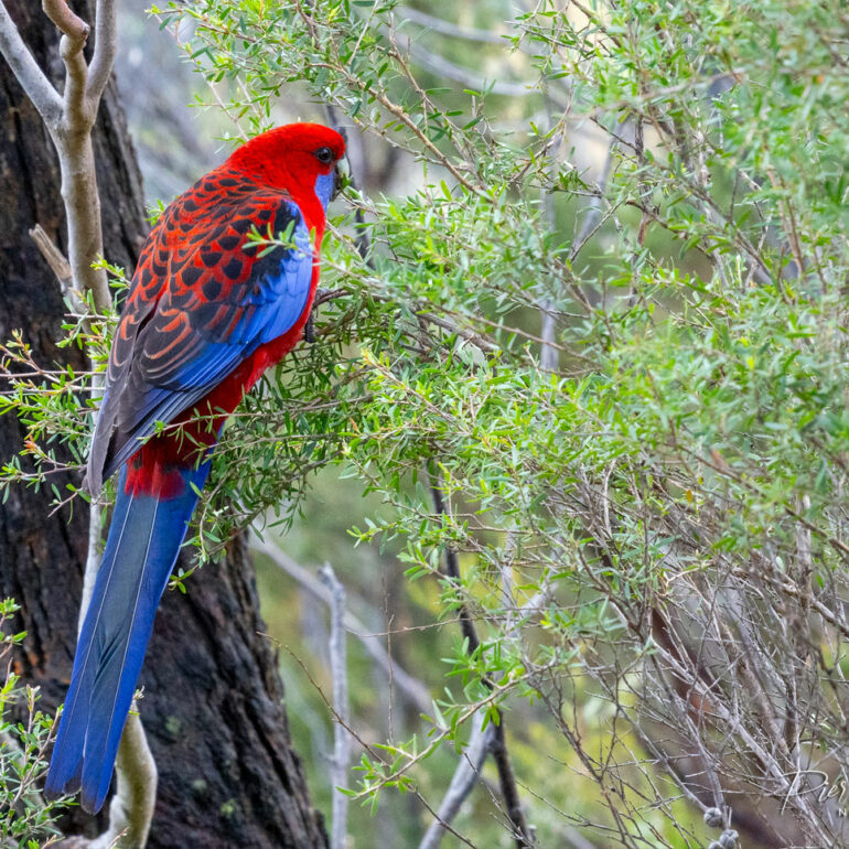 Crimson Rosella - Blue Mountains - Australie