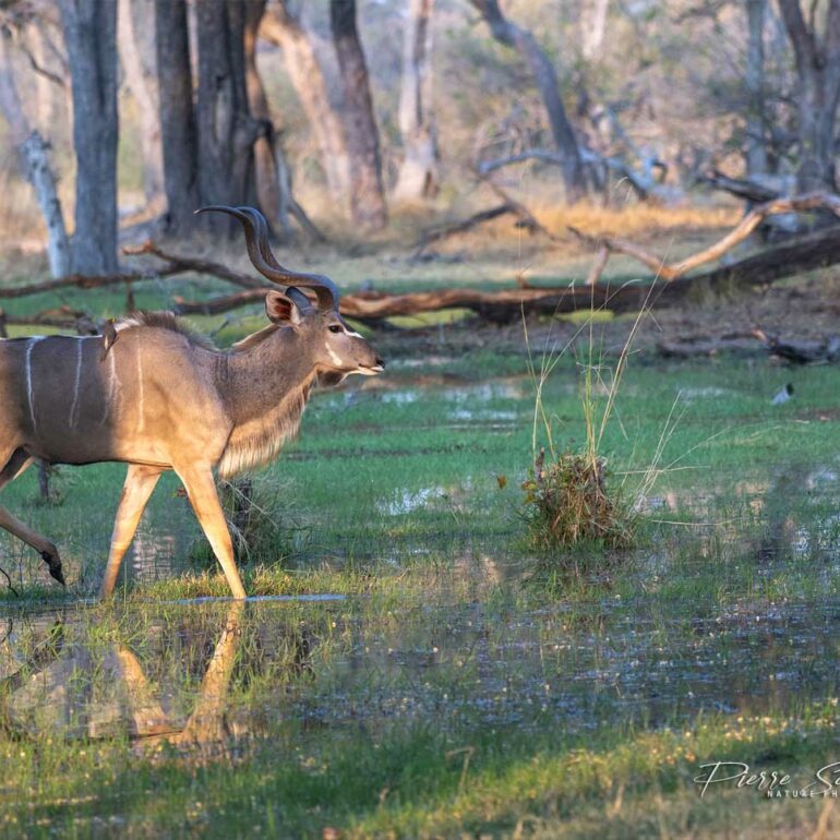 Grand koudou - Afrique