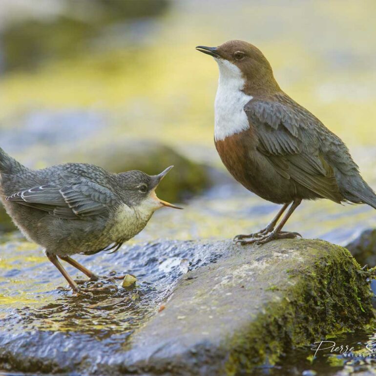 Cincle plongeur et son oisillon juvénile