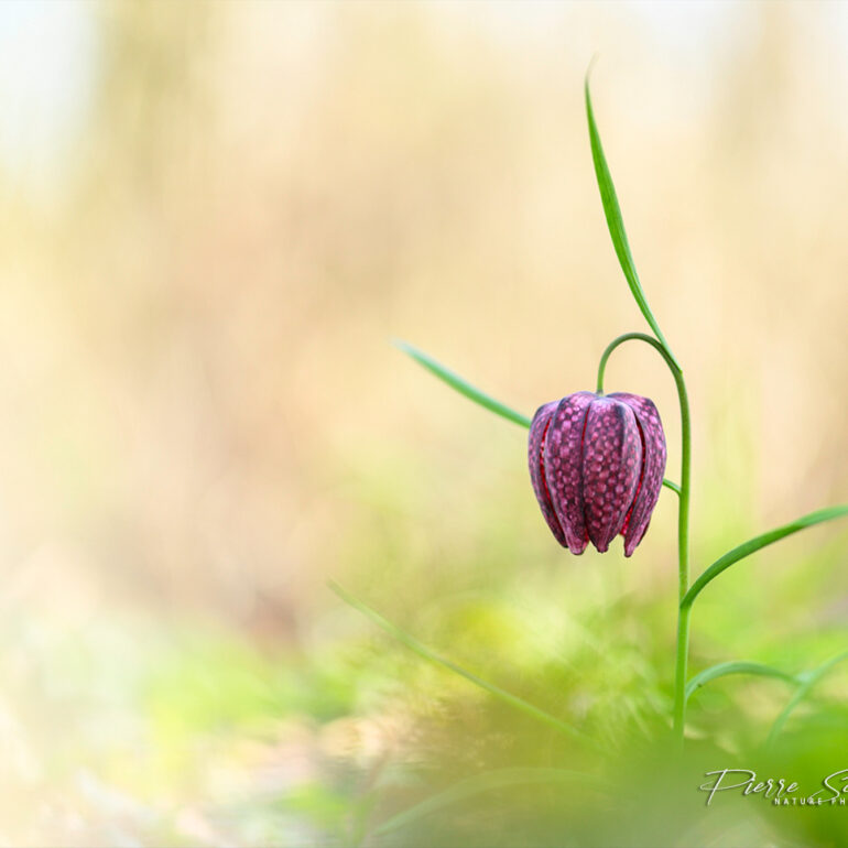 Fritillaire pintade