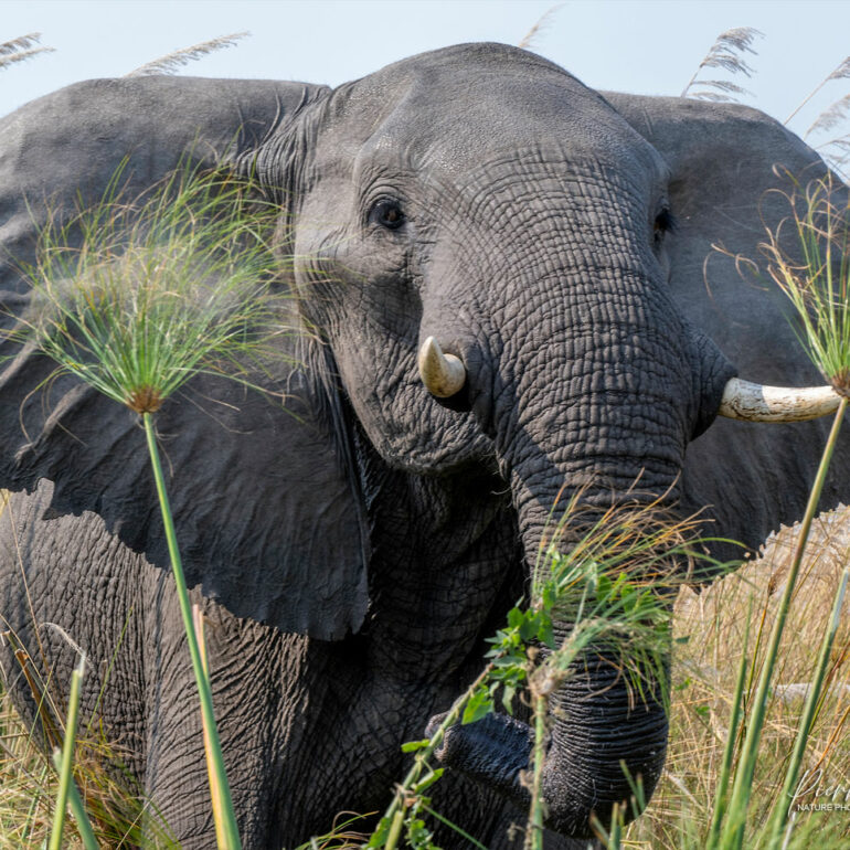 Elephant - Moremi - Botswana