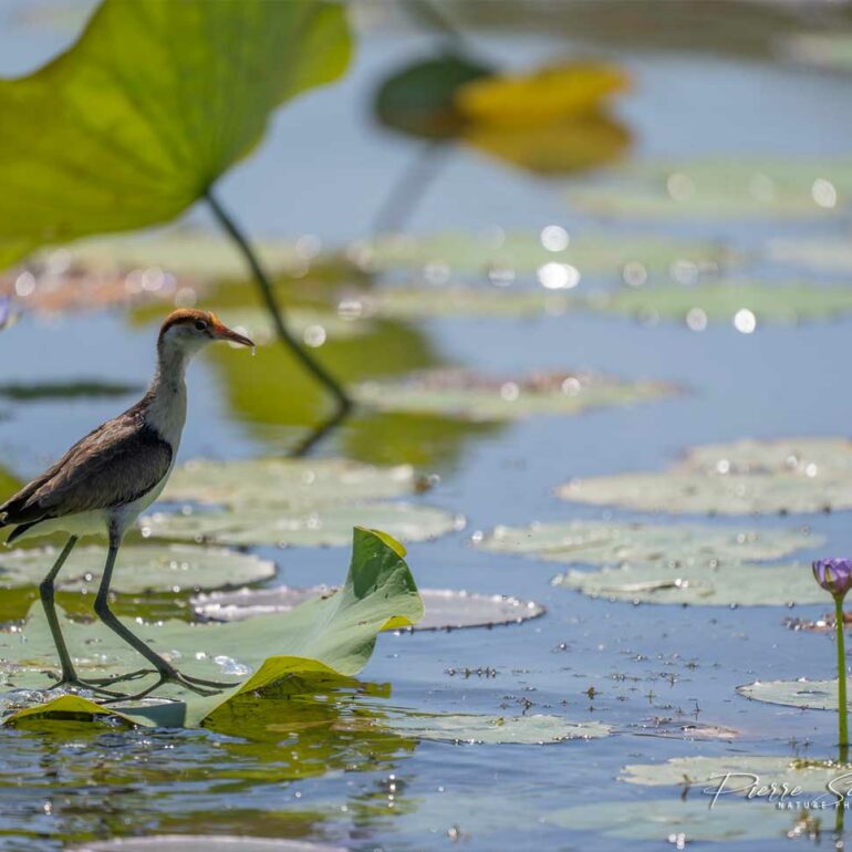 Jacana à crête
