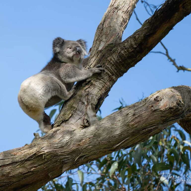 Koala (Phascolarctus cinereus).
